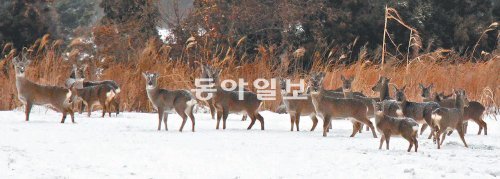 제주시 축산진흥원 인근 목장에 떼지어 나타난 야생노루. 개체수가 늘어나면서 농작물 피해가 심해지자 유해동물로 지정하는 움직임이 일고 있다. 임재영 기자 jy788@donga.com