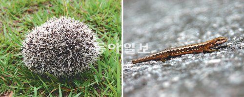 고슴도치(왼쪽)는 위기에 처하면 날카로운 가시를 곧추세우고, 아무르장지뱀은 꼬리를 떼어낸다. 생태계에서 먹이가 되는 생물의 방어술은 진화를 거듭하며 발전해 왔다. 이화여대 자연사박물관 제공