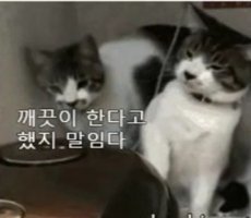 혼나는 김일병 고양이