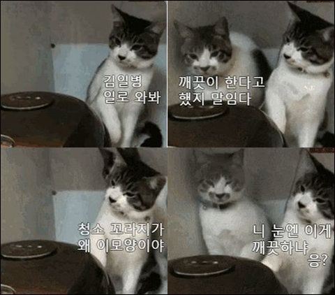 ▲ 혼나는 김일병 고양이