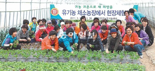 전남 강진군 옴천면 유기농채소단지에서 서울 송파구 부녀회원들이 쌈 채소 수확 체험을 하고 있다. 강진군 제공