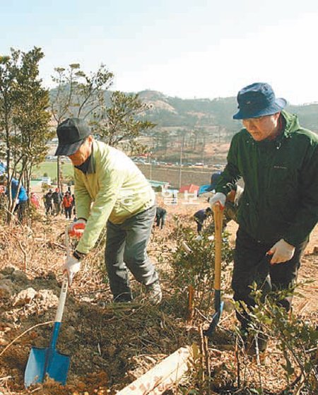 지난달 28일 전남 신안군청 공무원들이 비금도에서 난대 수종인 애기동백나무를 심고 있다. 신안군 제공