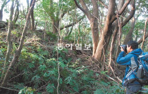 용암이 흐른 지역에 자연림이 형성된 제주의 곶자왈에 다양한 동식물이 서식하는 것으로 나타나 생태계의 보고로 확인됐다. 임재영 기자 jy788@donga.com