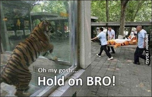 ▲ 동족 착각한 호랑이