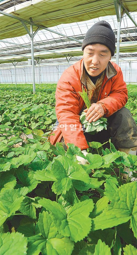 양구군 동면의 한 비닐하우스에서 농민이 곰취를 따고 있다. 양구는 일교차가 커서 곰취 재배에 적합한 곳으로 꼽힌다. 양구 곰취는 잎이 두껍지 않고 부드러워 인기가 높다. 양구군 제공