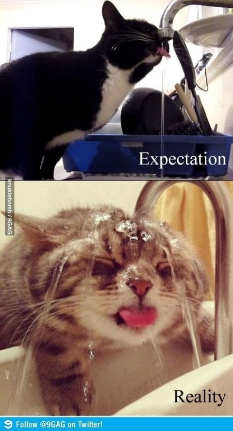 온라인 커뮤니티 ‘고양이 물 먹는 현실’ 사진