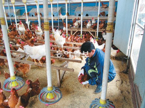 충북 단양군 영춘면에서 1만2000마리의 산란계를 키우고 있는 박명종 씨가 닭을 돌보고 있다. 단양군에는 12개 산란계 농장이 동물복지 인증을 받았다. 단양군 제공