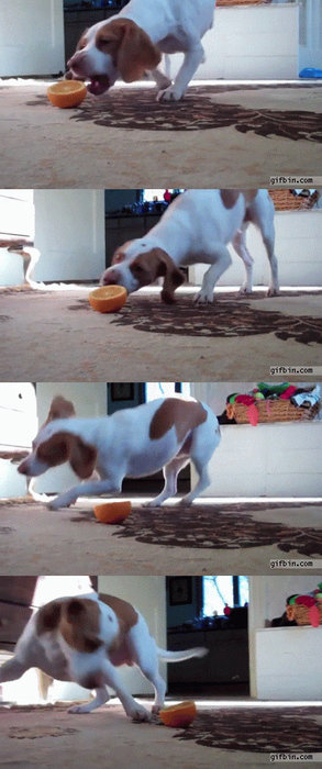 오렌지 처음 맛본 개