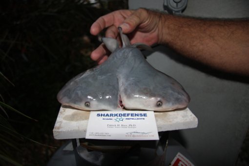 머리 둘 달린 황소상어(Courtesy of Patrick Rice, Shark Defense/Florida Keys Community College.)