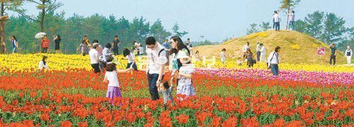 지난해 4월 열린 ‘튤립꽃축제’를 찾은 관람객들이 갖가지 색깔과 모양의 튤립 물결 속을 걷고 있다. 태안꽃축제추진위 제공