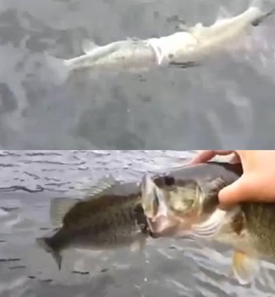 싸우다 혼절한 물고기들