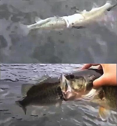 싸우다 혼절한 물고기들