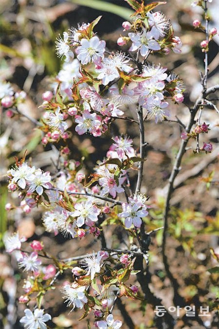 세계에서 가장 키가 작은 것으로 추정되는 신종 벚나무가 제주에서 발견됐다. 난대아열대산림연구소 제공