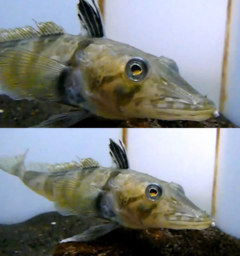 피가 투명한 물고기의 모습 (사진= 유튜브 영상 캡처)