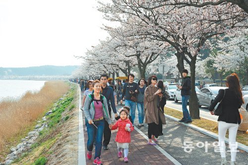 강원 강릉시 ‘2013 경포 벚꽃잔치’가 10일 개막해 16일까지 열린다. 이번 주말이면 경포 일부에서 만개한 벚꽃을 볼 수 있을 것으로 전망된다. 지난해 벚꽃잔치 때 모습. 강릉시 제공