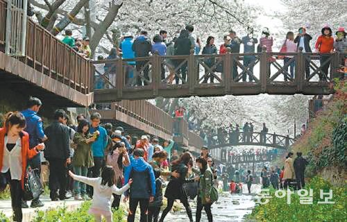 경남 창원시 진해구 여좌천변에 만개한 벚꽃을 보려는 인파들이 붐비고 있는 모습. 서영수 기자 kuki@donga.com