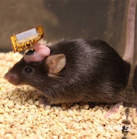 광전자소자와 센서를 달고 있는 쥐. 뇌에 전자소자가 삽입되어 있고, 무선신호를 받을 수 있는 안테나가 보인다. 워싱턴대 제공