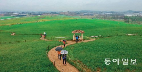 20일 전북 고창군 공음면 일대에 펼쳐진 청보리밭을 찾은 관광객들이 우산을 쓴 채 경치를 감상하고 있다. 고창=유성열 기자 ryu@donga.com