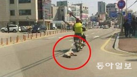 24일 오후 경기 의왕시에서 강아지가 오토바이 줄에 매달려 끌려가고 있다. 한국동물복지협회 제공