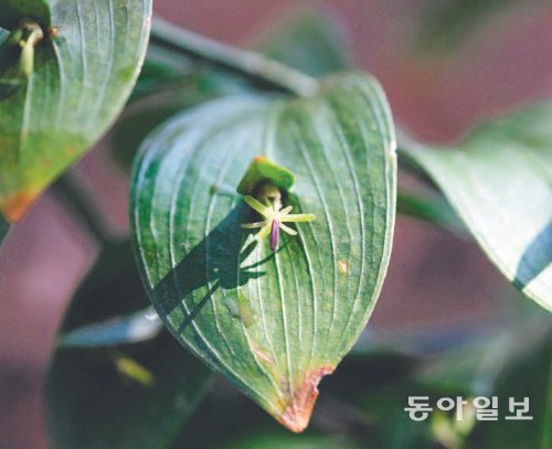 충남 태안군 소원면 천리포수목원 겨울정원입구에 핀 신기한 모양의 루스쿠스. 마치 잎 위에 꽃이 핀 모양이다. 태안=이기진기자 doyoce@donga.com