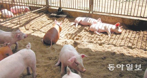 전남 해남군 동물복지형 돼지농장 ‘강산이야기’의 축사 모습. 활짝 열린 벽을 통해 들어오는 햇빛을 받으며 돼지들이 낮잠을 자거나 놀고 있다. 동아일보DB