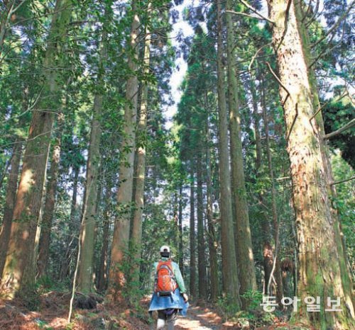 제주 서귀포시 한라산 둘레길 1구간의 아름드리 삼나무 숲. 인공조림된 삼나무들은 대부분 벌채된 후 자생수종으로 대체된다. 임재영 기자 jy788@donga.com