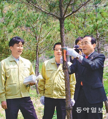 정상혁 보은군수(오른쪽)가 7일 충북도산림환경연구소에서 정이품송 후계목 정원에 심을 자목을 고르고있다. 보은군 제공