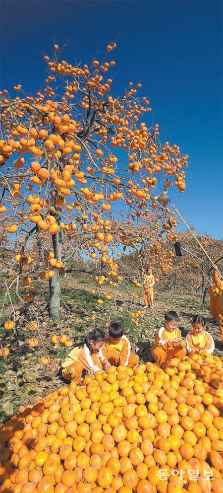 농업에 관광산업을 결합한 경북 청도군의 감 따기 체험 프로그램.