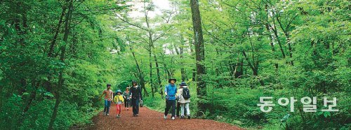 관광객과 지역 주민들이 즐겨 찾는 제주시 사려니 숲길에서 명상과 걷기를 주제로 한 행사가 열린다. 임재영 기자 jy788@donga.com