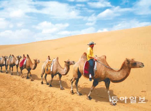 샹 사막의 낙타 타기 체험.
