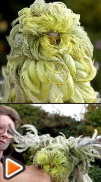 걸래 같은 새 온라인 커뮤니티