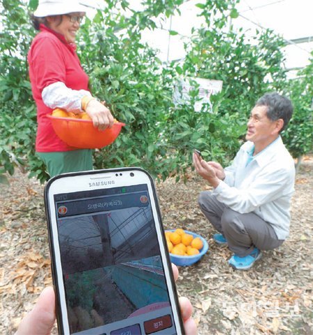 스마트폰으로 감귤 비닐하우스도 원격조종 29일 제주 서귀포시 남원읍 감귤 비닐하우스에서 농장주가 SK텔레콤 스마트팜 솔루션을 활용해 온실 덮개를 여닫는 기능을 시연하고 있다. 스마트팜 솔루션은 휴대전화를 통해 온실 원격 개폐, 온풍기 가동, 농장 보안관리 등을 할 수 있게 해준다. 제주=원대연 기자 yeon72@donga.com