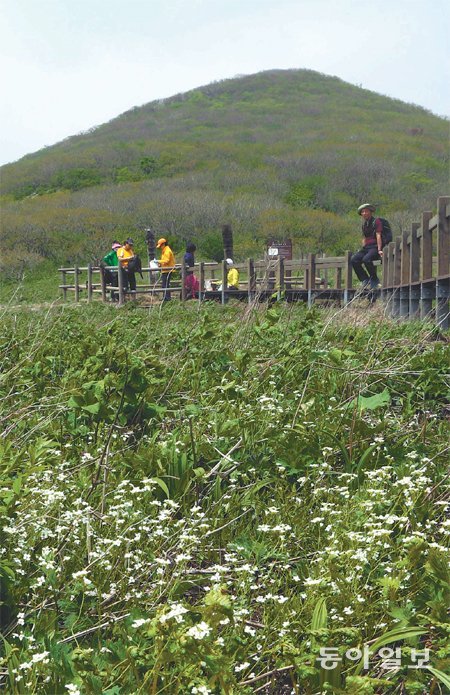 22일 점봉산 곰배령은 아직 이른 봄이었다. 이제야 풀꽃들이 우우우 기지개를 켜고, 나뭇잎들은 연둣빛 새풀옷으로 갈아입고 있었다. 풀밭은 겨우내 배고픈 멧돼지들이 휘뚜루마뚜루 온통 들쑤셔놓아 놀란흙들로 어질더분했다. 멧돼지들은 풀뿌리와 그 속에서 더부살이하던 벌레들로 눈물의 보릿고개를 넘었다. 풀꽃들은 뒤집어진 놀란흙에서도 뿌리를 박고 꽃을 피우기 시작했다. 하얀 냉이꽃과 청순한 홀아비바람꽃이 바람에 하늘하늘 생긋거렸다. 푸른 현호색도 아항! 하품을 하며 꽃잎을 열었다. 노란 피나물꽃도 벌떼처럼 산기슭을 수놓았다. 들꽃세상, 풀꽃나라. 곰배령은 봄꽃천국의 문을 열고 있었다. 인제 점봉산 곰배령=박경모 전문기자 momo@donga.com