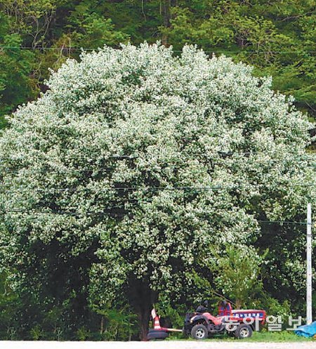진동계곡 주변을 수놓은 하얀 야광나무.