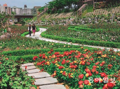 다음 달 말 개장 예정인 삼척 장미공원. 218종 13만 주의 장미가 심겨 있어 세계 최대 규모를 자랑한다. 삼척시 제공