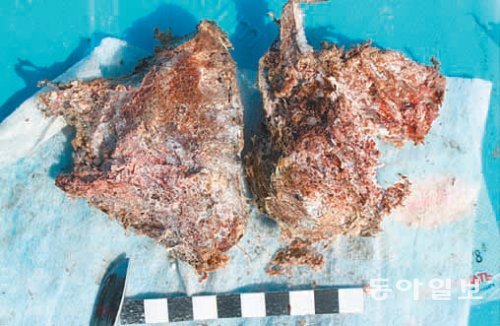 러시아 동북연방대팀이 러시아 랴홉스키 섬에서 발견한 것으로 1만 년가량 묻혀 있던 매머드 사체에서 채취한 조직의 덩어리. 수암생명공학연구원 제공
