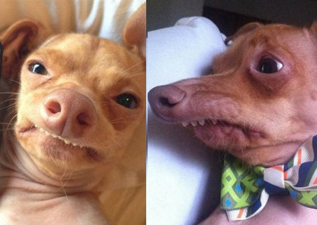 못생긴 개 온라인 커뮤니티 사진