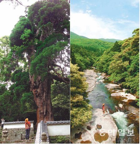 쓰시마번주 소(宗) 가문의 묘역이 있는 반쇼인의 삼나무. 400살 이상인 것으로 추정된다.(왼쪽) 아유모도시 자연공원의 화강암 계곡. 여름철 피서 장소로 유명하다.(오른쪽) 쓰시마=문권모 기자 mikemoon@donga.com