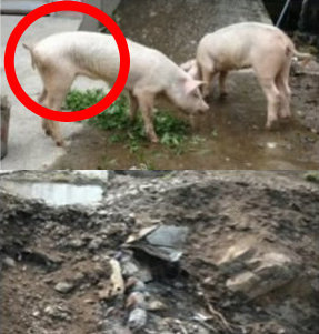 ‘중국 지진 매몰 돼지 발견’ 톈진웨이스 보도 사진