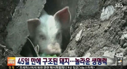 중국 지진 매몰 돼지 발견