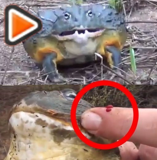 괴물 개구리 라이브리크 영상 캡처