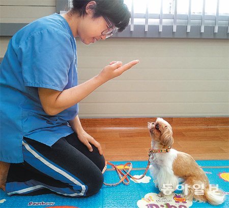 경기 화성시 마도면 도우미견 나눔센터에서 시추 ‘달이’가 훈련사 송민수 씨로부터 한 달째 적응 훈련을 받고 있다. 나눔센터는 전국
 최초로 경기도의 지원을 받아 유기견을 도우미견으로 훈련시켜 장애인과 홀몸노인에게 무상 분양할 예정이다. 조영달 기자 
dalsarang@donga.com