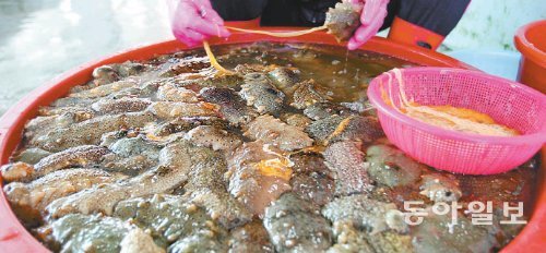 통통하게 살이 오른 해삼이 요즘 제철을 만났다. 한 상인이 바다에서 건져 올린 해삼에서 내장을 분리해 내고 있다. 태안군 제공