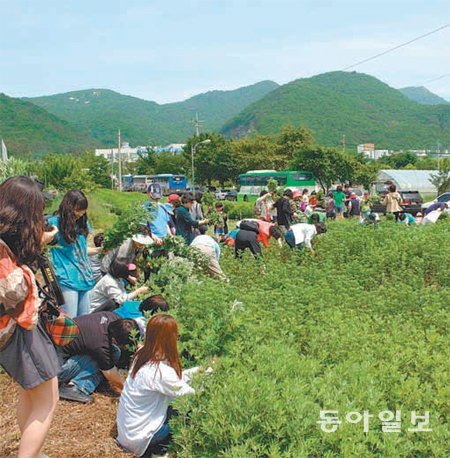 인천 강화지역 사자발 약쑥은 바닷바람을 맞고 자라 쑥색이 진하고 향이 강하다. 지난해 축제에서 약쑥을 캐고 있는 참가자들. 강화농업기술센터 제공