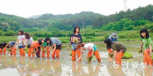 ‘아이고 허리야.’ 처음 경험하는 모내기에 신방초등학교 학생들은 자주 한숨을 내쉬었다. 그러나 모내기를 마친 뒤에는 무논에서 브이자를 그리며 즐거워했다고 학교 관계자는 전했다. 창원신방초등학교 제공