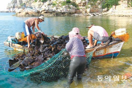 요즘 본격 수확에 들어간 인천 백령도 다시마. 냉해수대인 백령도의 다시마는 두껍고 밀도가 높아 최상품으로 대우받는다. 인천 옹진군 제공