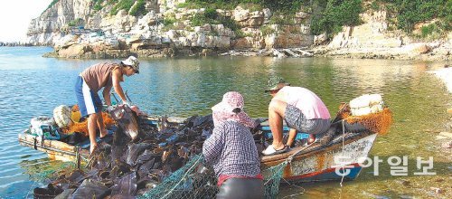 요즘 본격 수확에 들어간 인천 백령도 다시마. 냉해수대인 백령도의 다시마는 두껍고 밀도가 높아 최상품으로 대우받는다. 인천 옹진군 제공