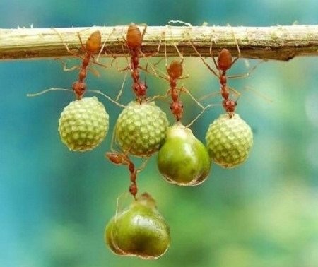 열매 매달린 개미. 출처=온라인 커뮤니티