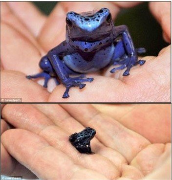 맹독 파란 개구리 인공 번식