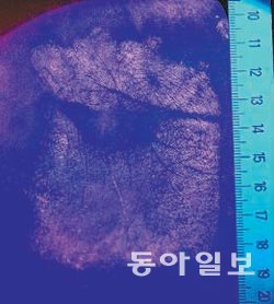 개인 고유의 ‘손바닥 무늬’인 장문. 경찰청 제공